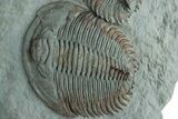 Pair Of Large Lower Cambrian Trilobites (Longianda) - Issafen, Morocco #233132-2